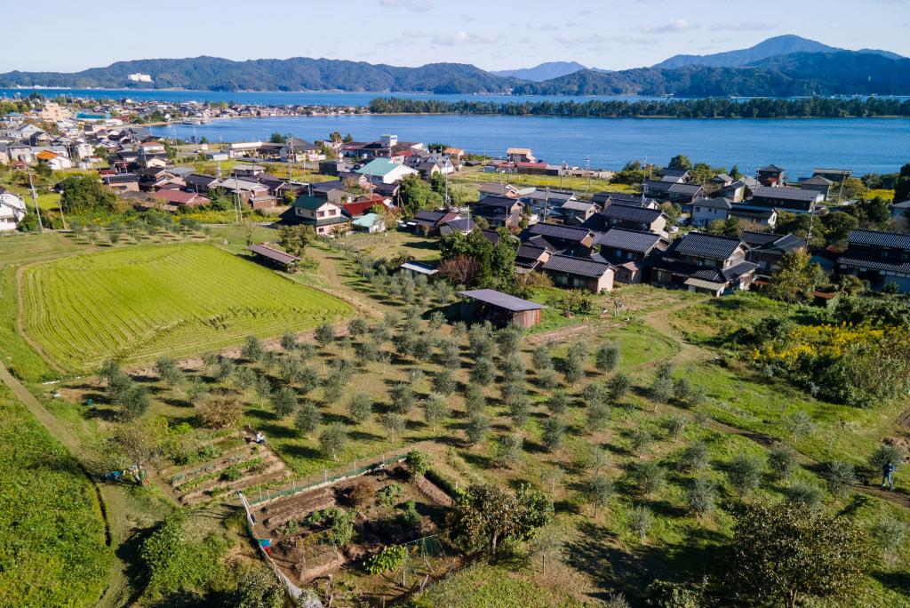 海の京都Times「幸せを呼ぶオリーブ畑　京都・宮津に広がる」を公開しました