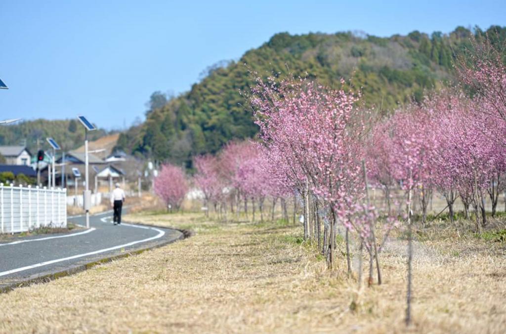 海の京都Times「京都・与謝野を日本一の〝桜のまち〟に」を公開しました