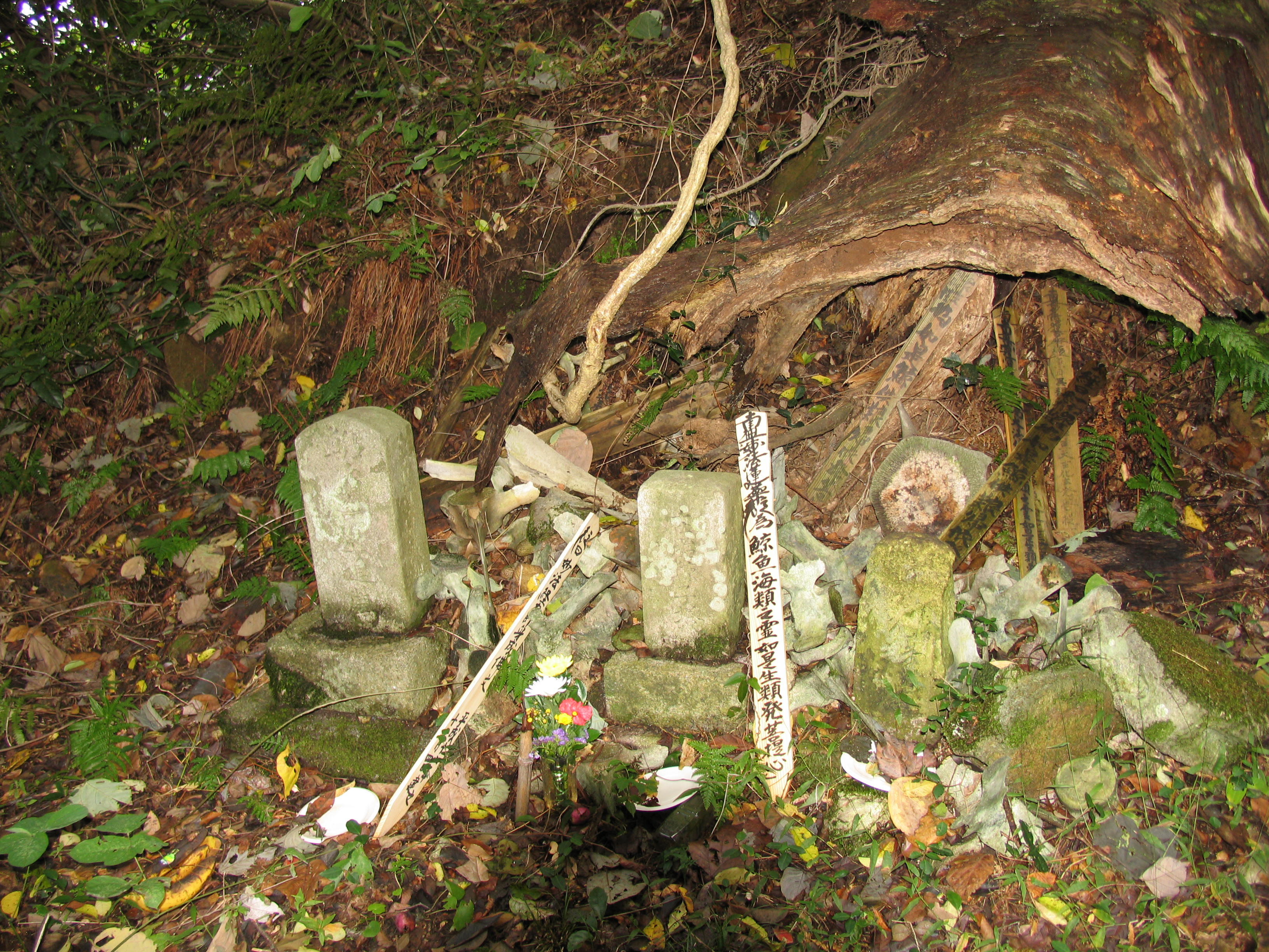 「鯨の墓（青島)」