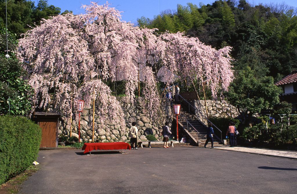 「吉田のしだれ桜」