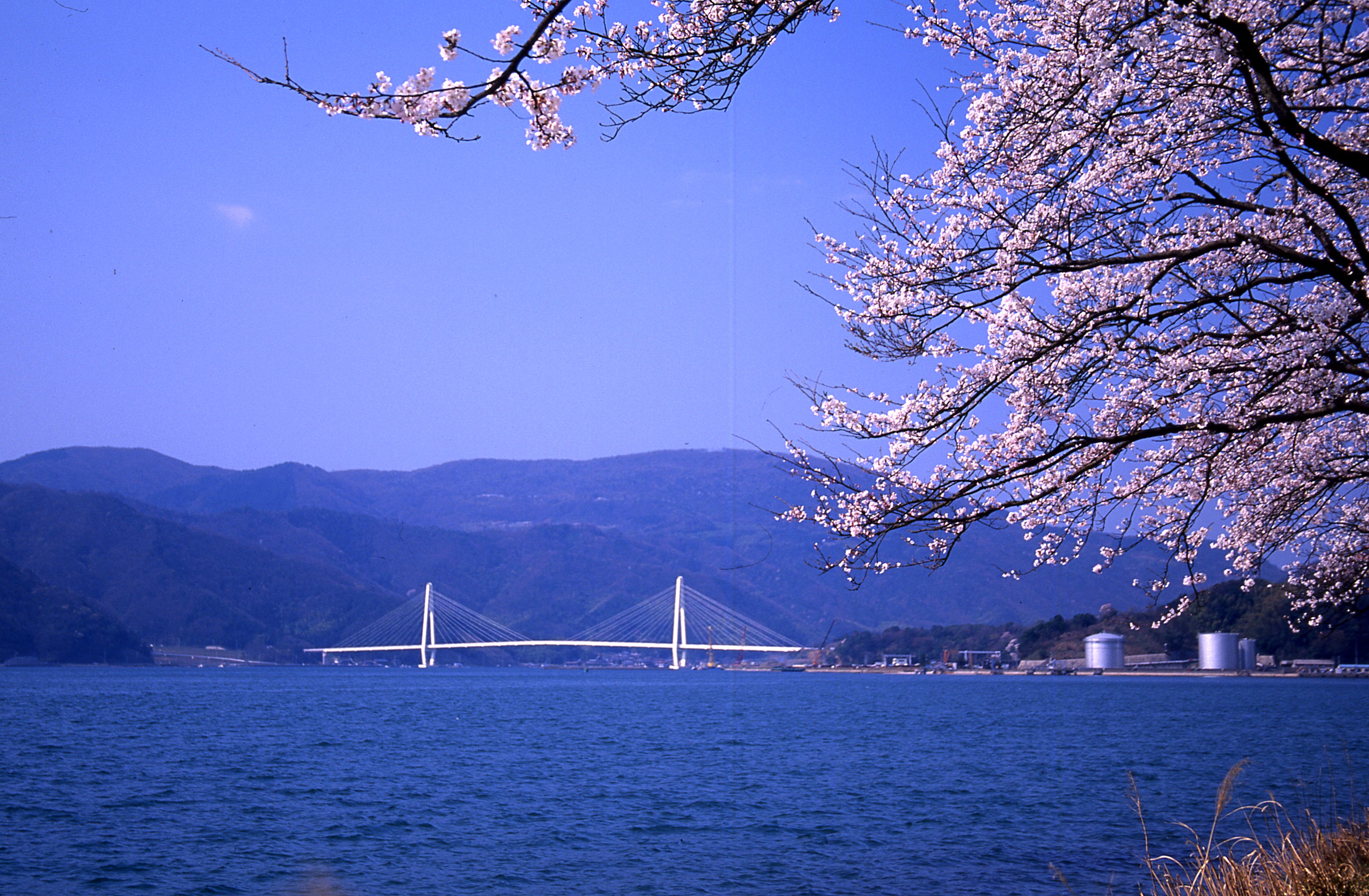 「舞鶴クレインブリッジと大波街道の桜」