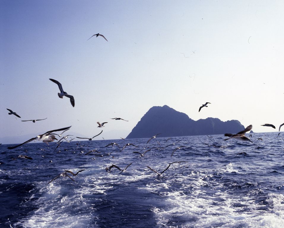 「オオミズナギドリと冠島」