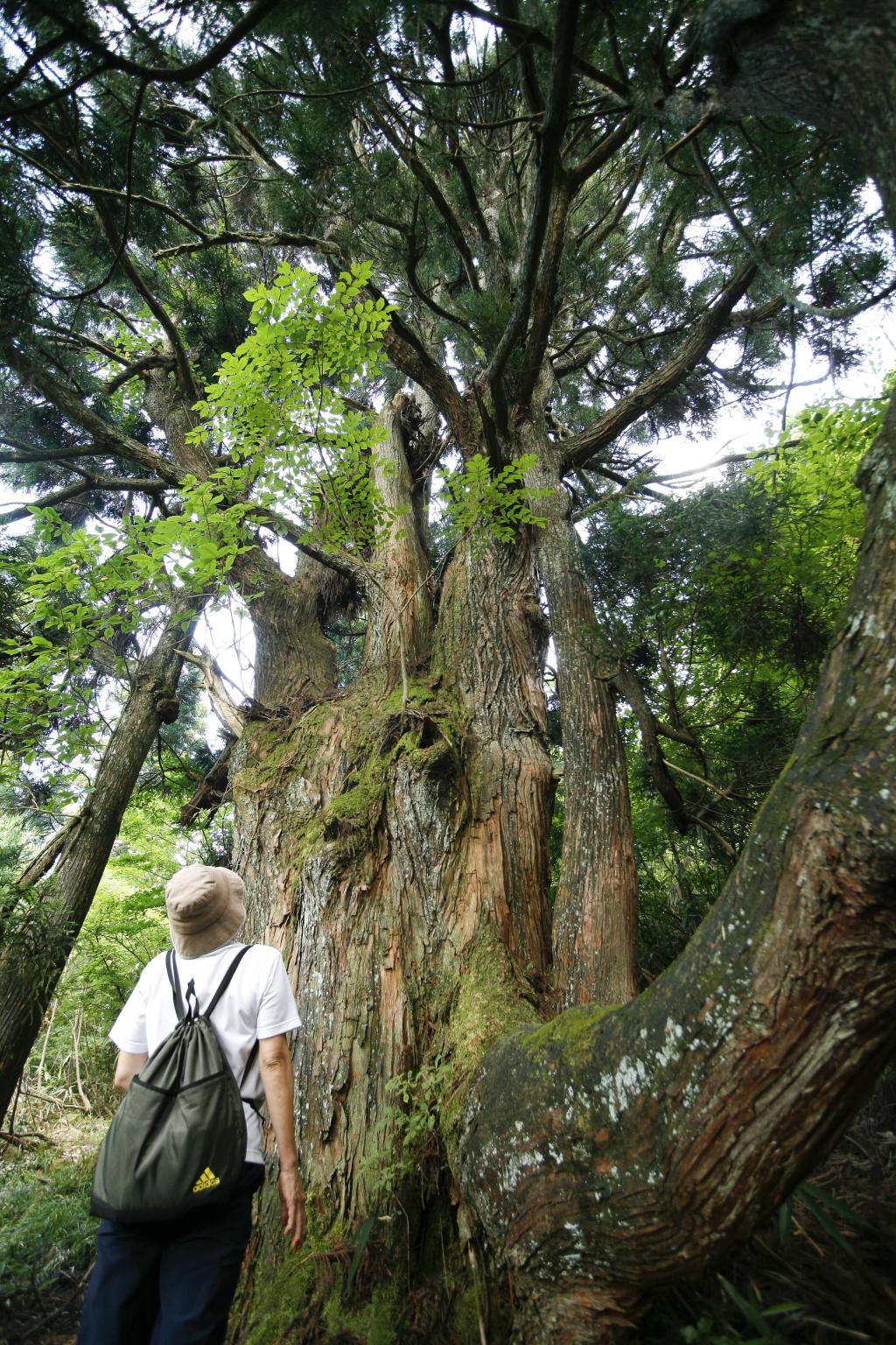 ｢上宮津杉」