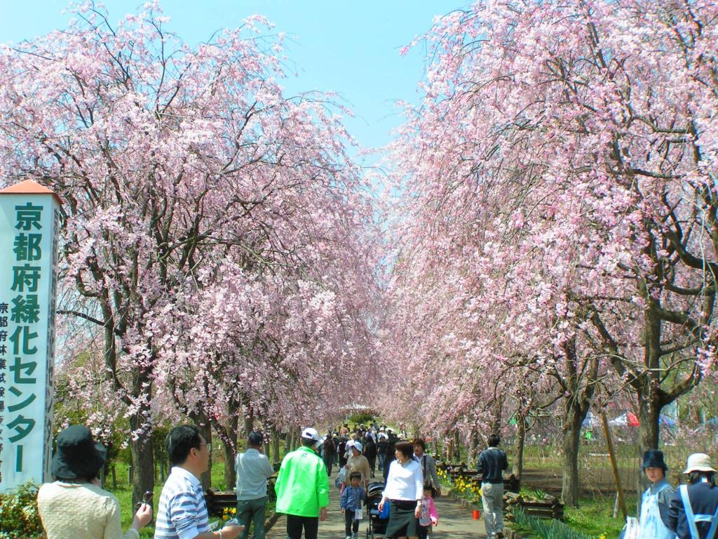 「しだれ桜」