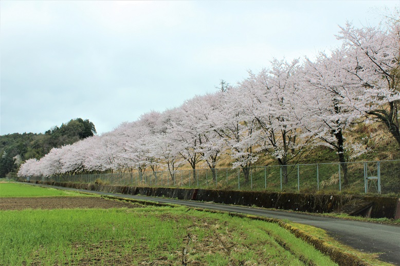 「半田」