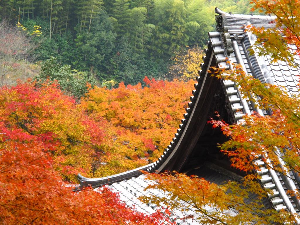 「觀音寺」もみじと本堂