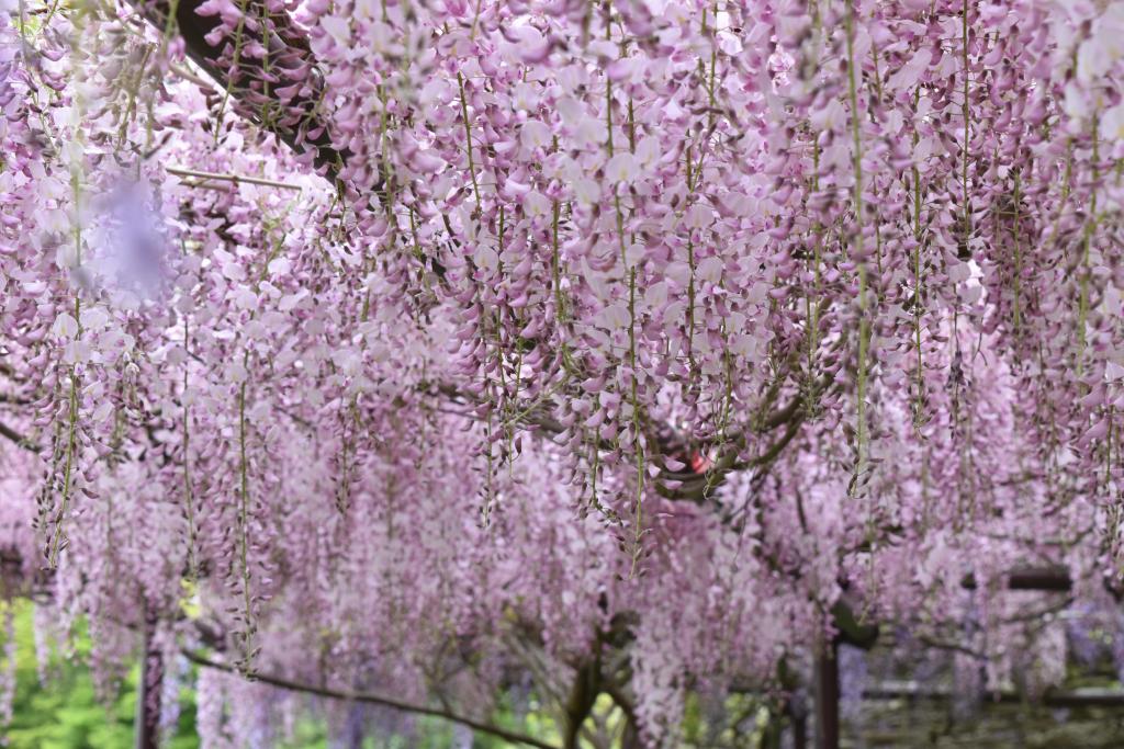 「觀音寺８０ｍの藤」