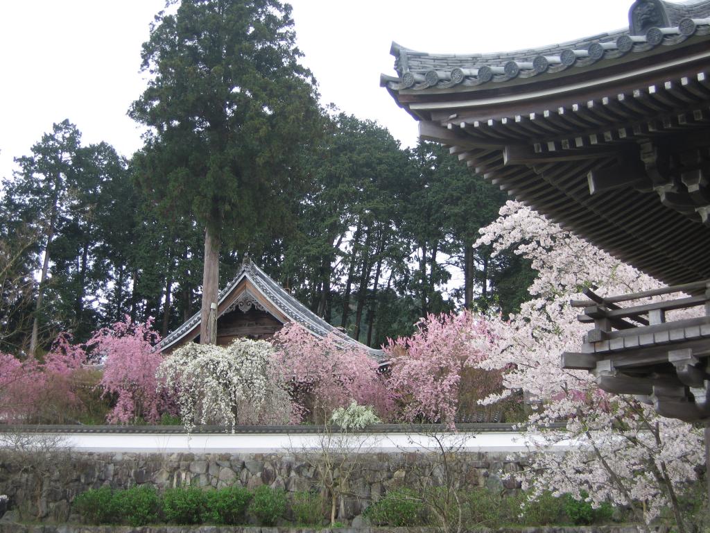 「觀音寺しだれ桜」