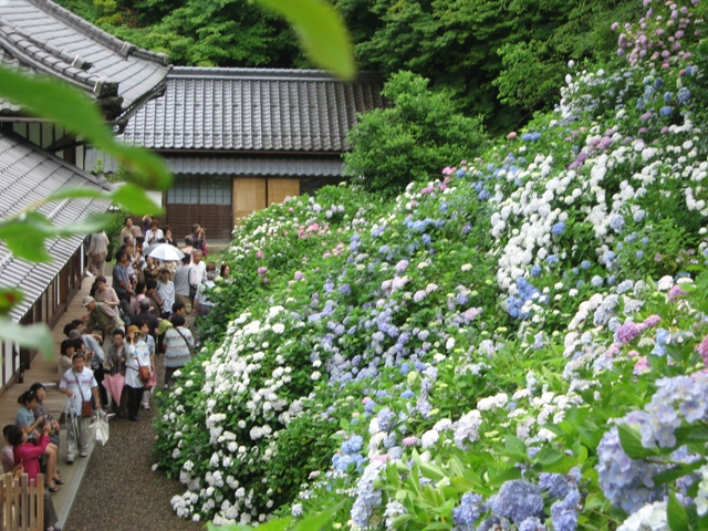 「觀音寺斜面一面にあじさい」