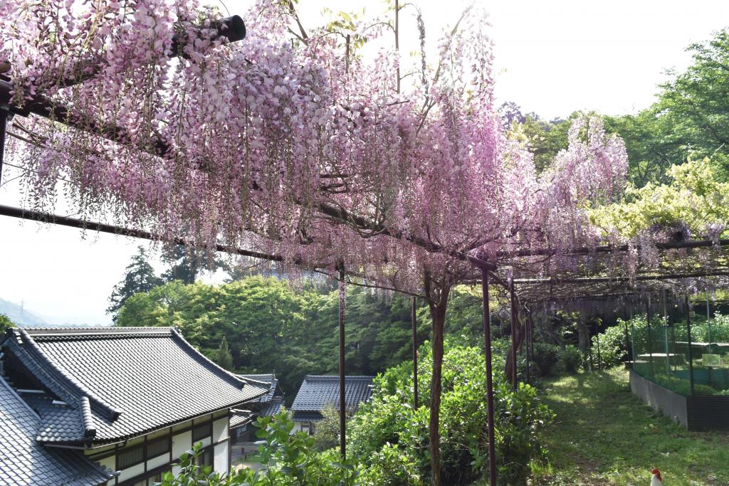 「觀音寺藤」