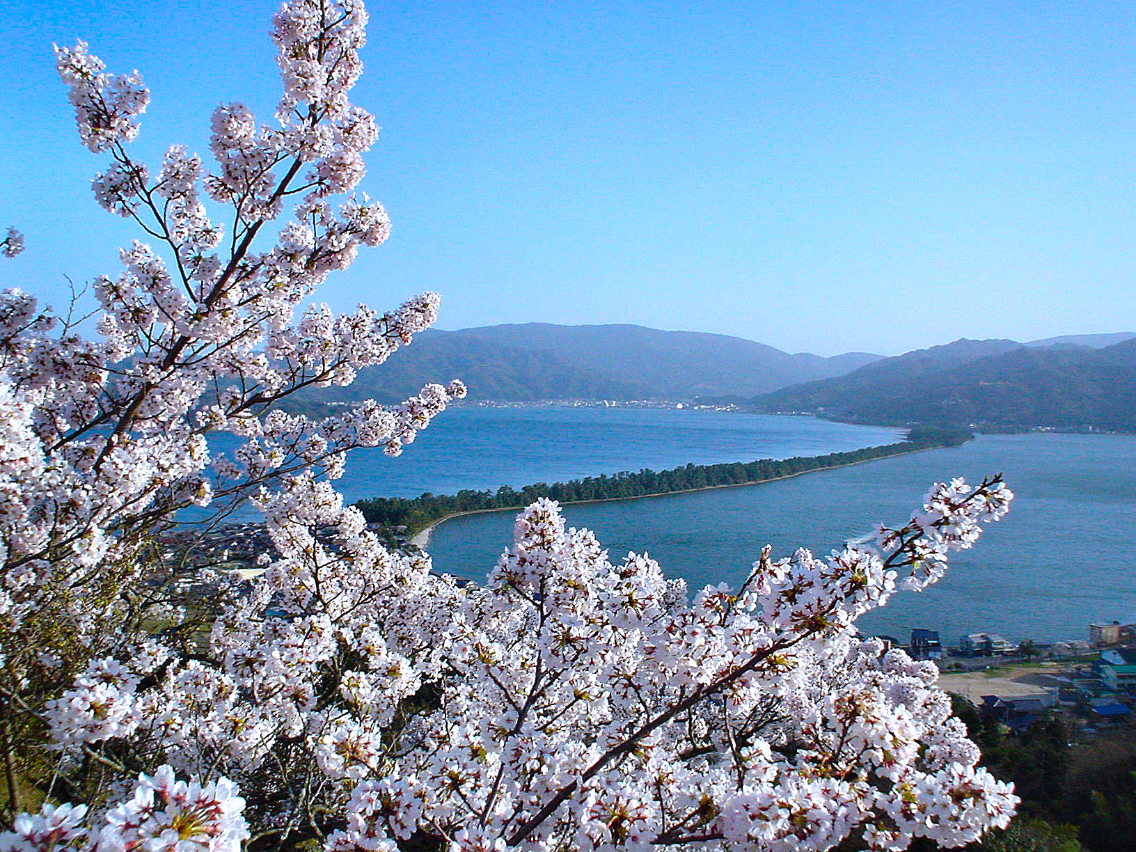 傘松公園　桜