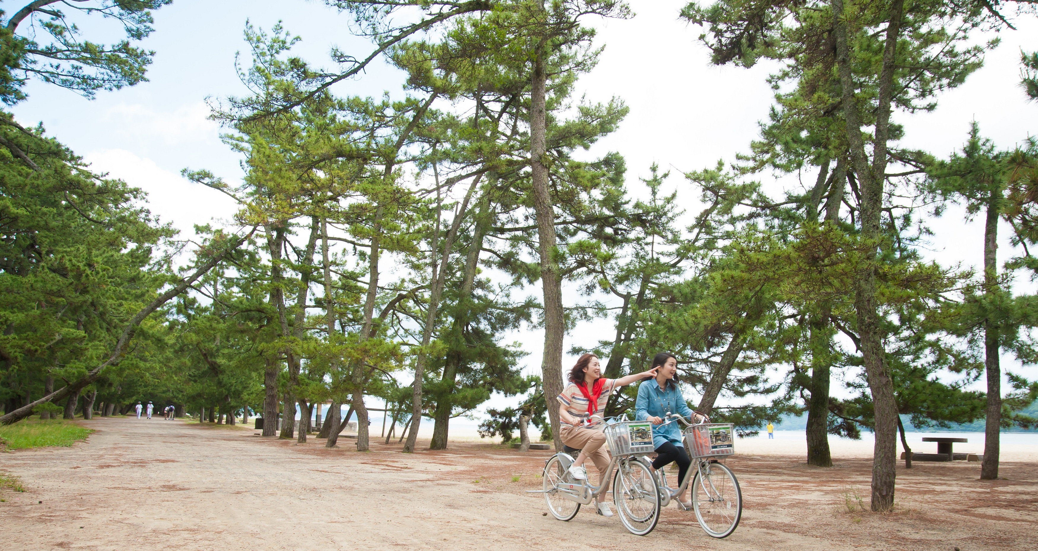 天橋立松並木のサイクリング