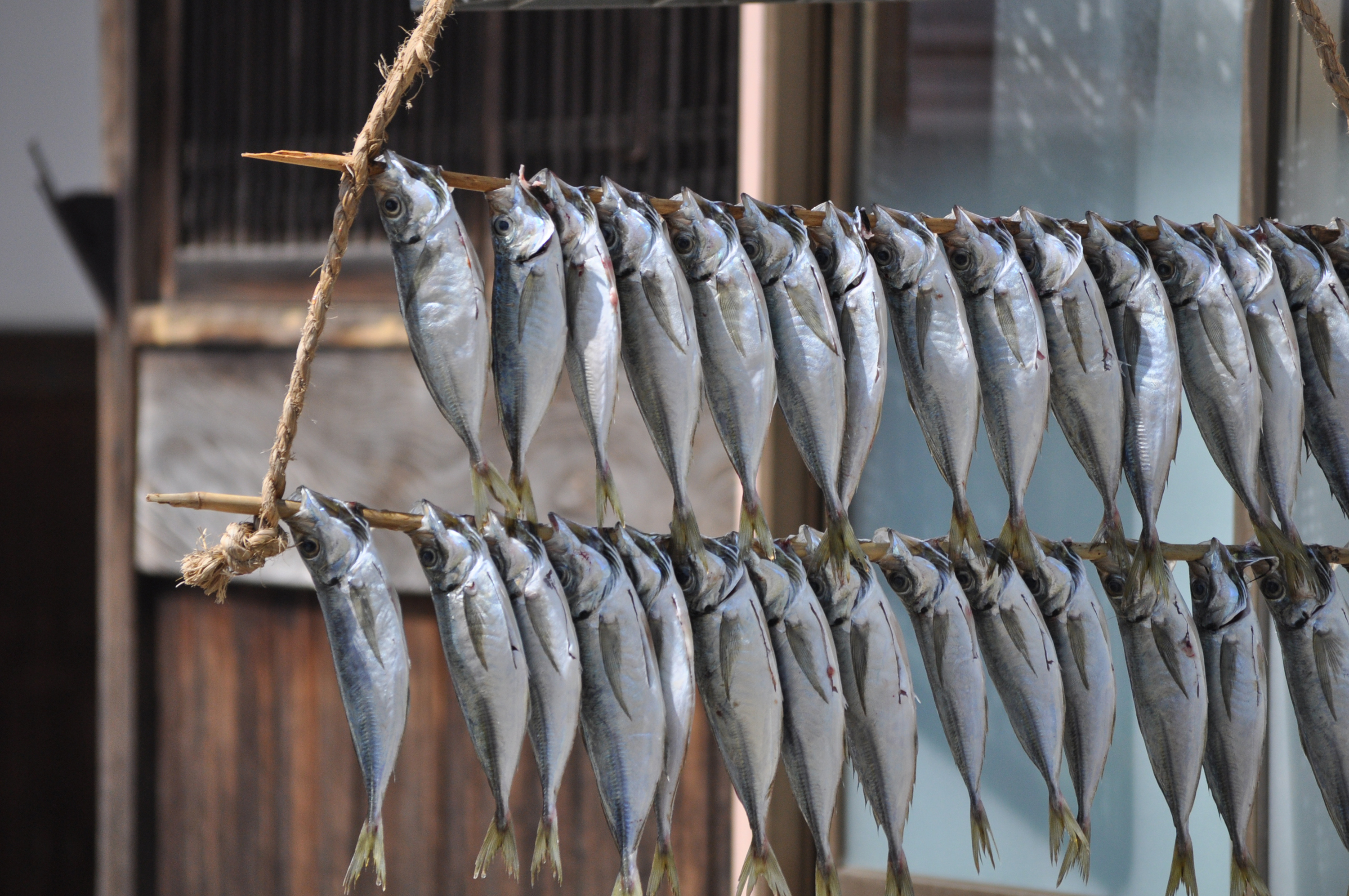 伊根の干物（鯵）