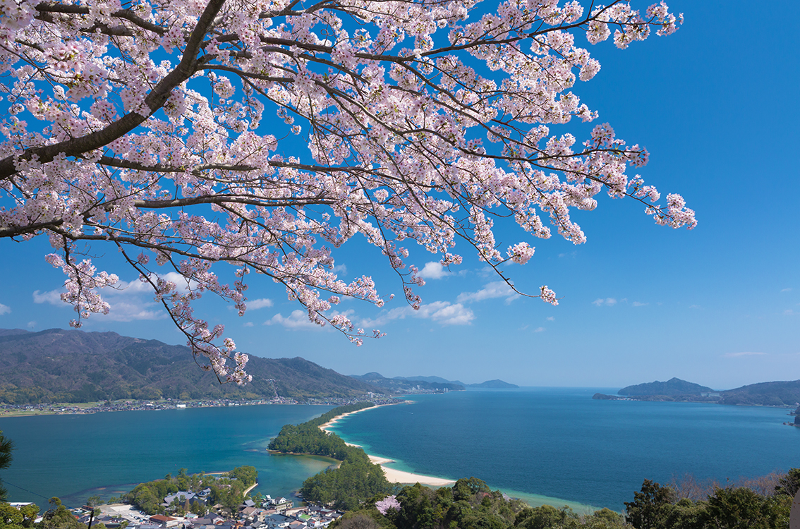 天橋立ビューランド　桜