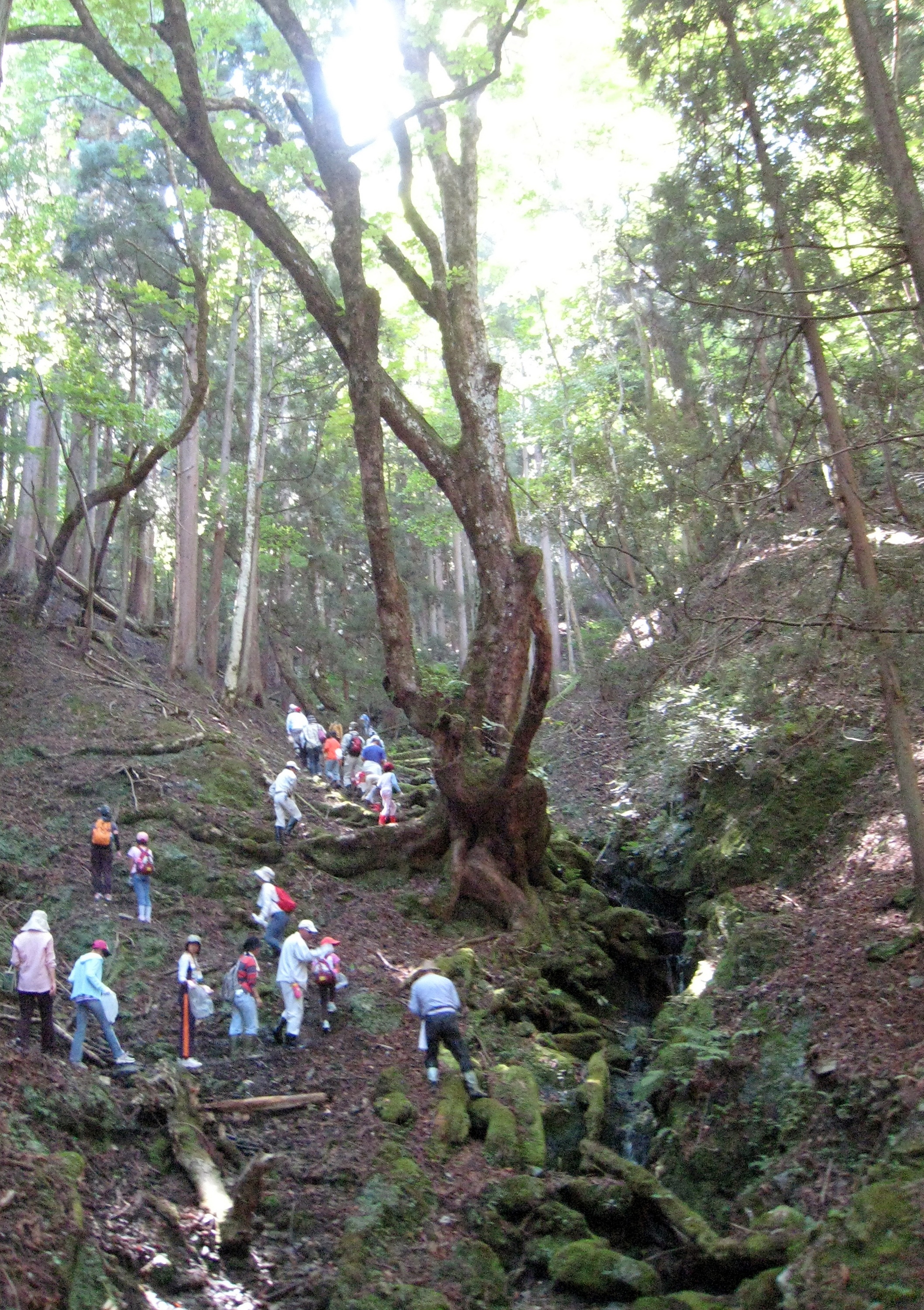 「栃の実拾い」