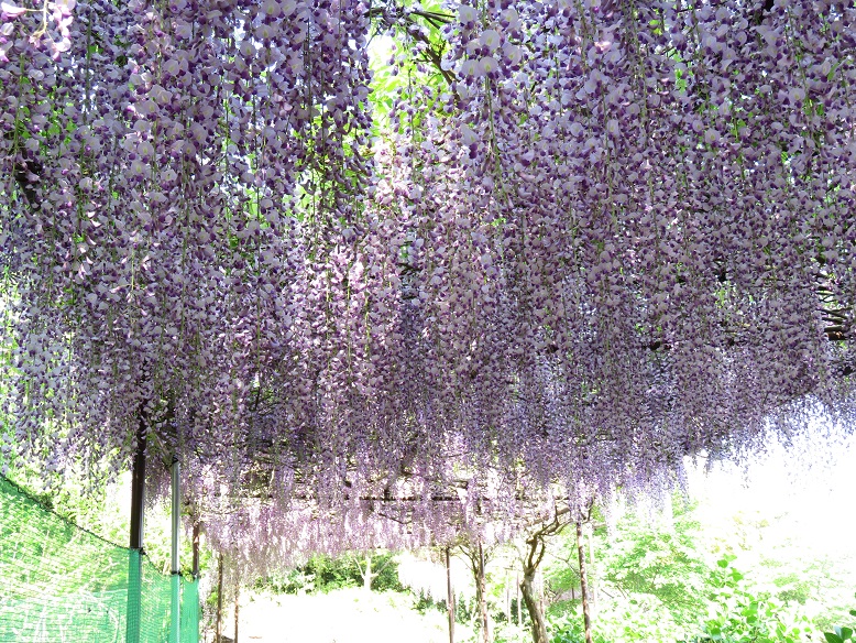 觀音寺