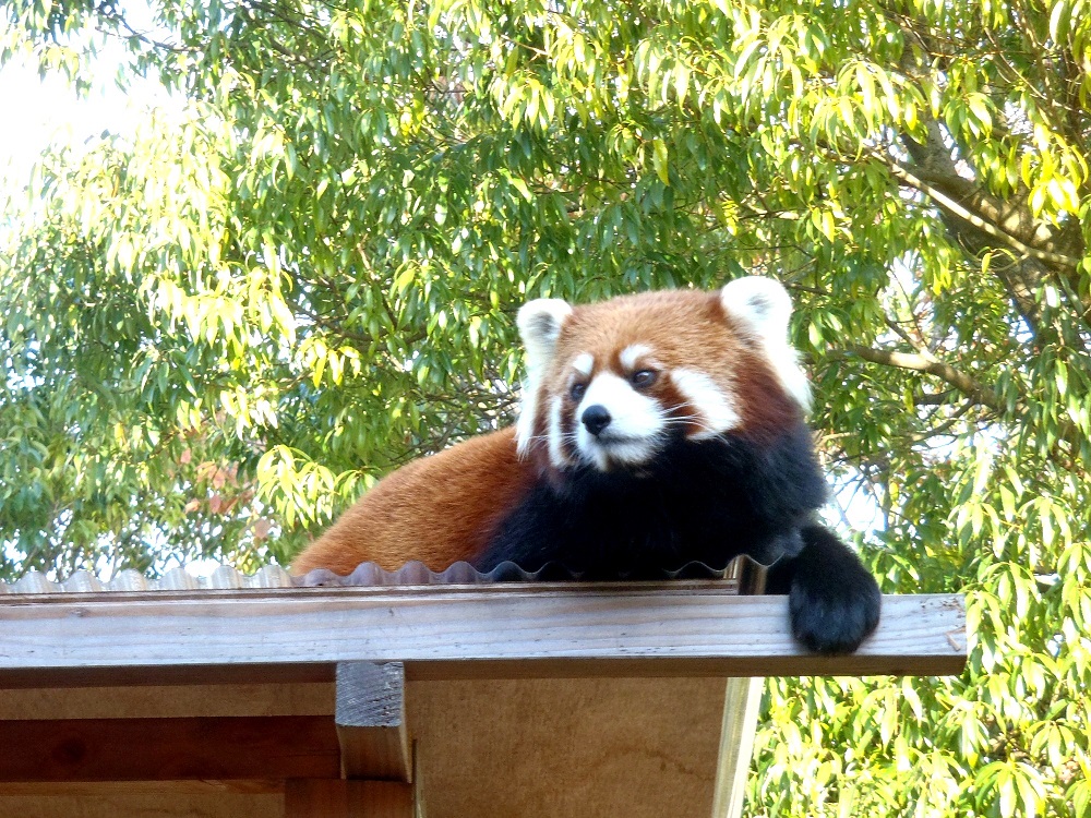 福知山市動物園