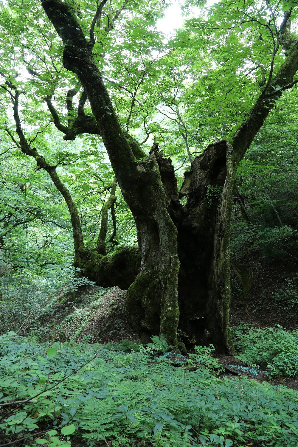 君尾山の大トチの木