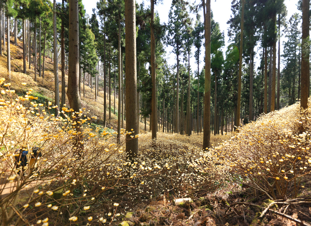 ミツマタの群生地