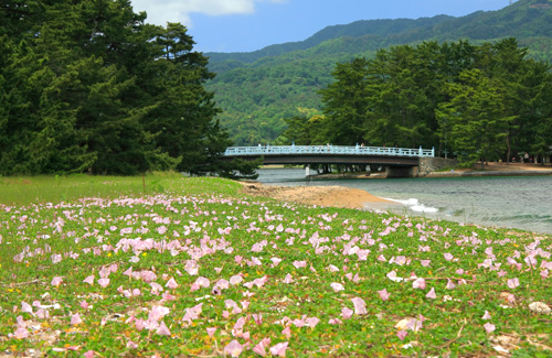 日本三景 天橋立