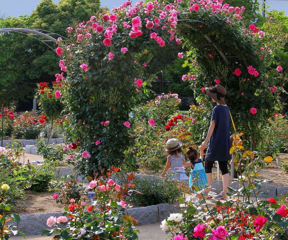 綾部バラ園