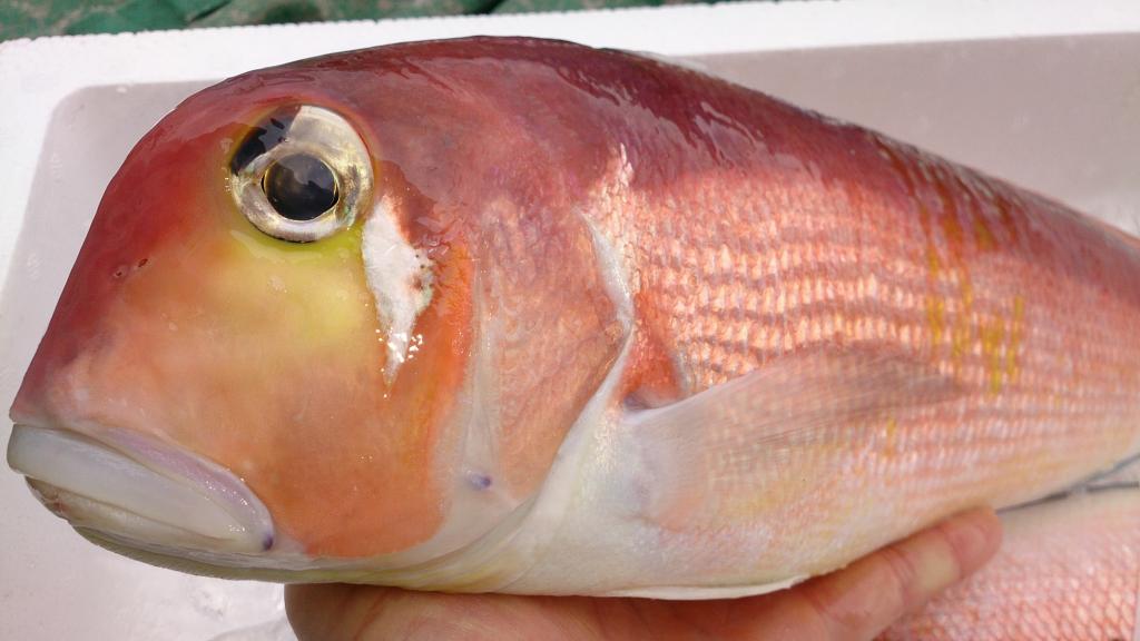 舞鶴魚料理魚源（東舞鶴店）　【旬食 秋】