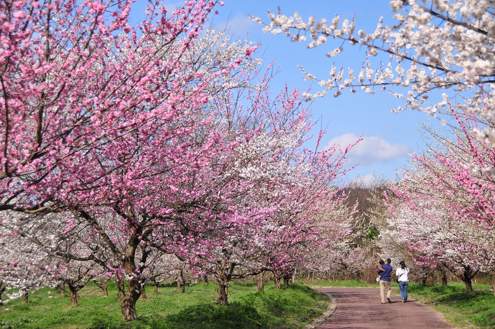 綾部市梅林公園