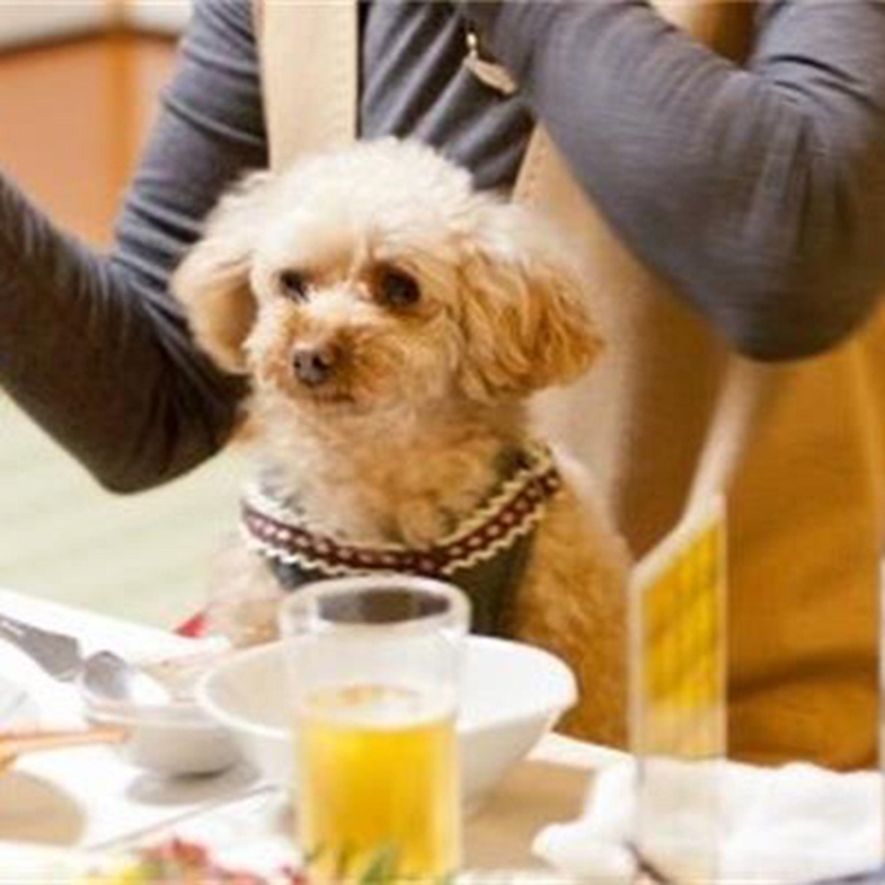 ペットと泊まれる旅館　弁天館