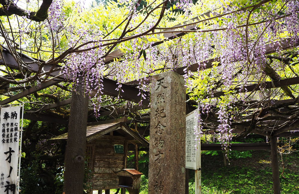 才ノ神の藤公園