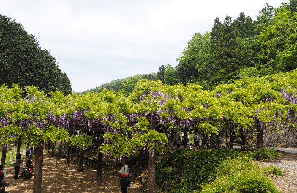 才ノ神の藤公園