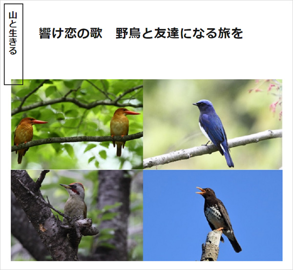 海の京都Times「響け恋の歌　野鳥と友達になる旅を」