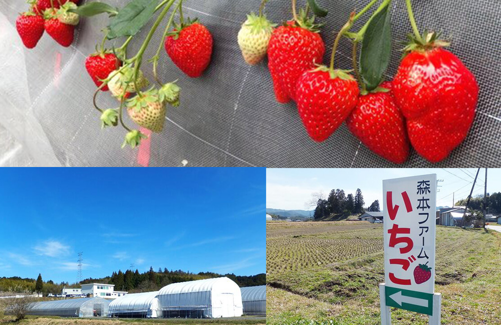いちご狩り体験「森本ファーム」