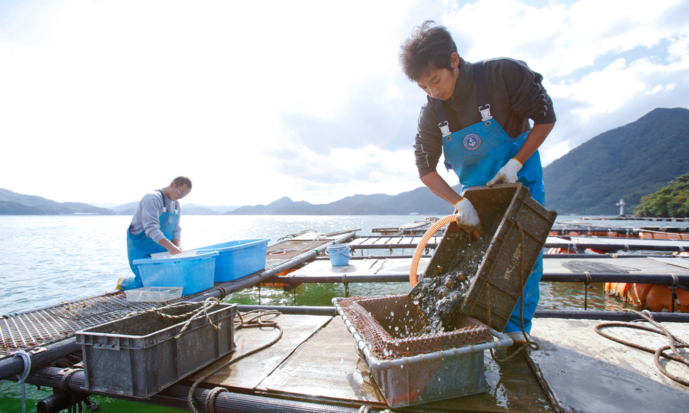 初夏の贅沢「丹後とり貝」 | 特集 | 海の京都観光圏