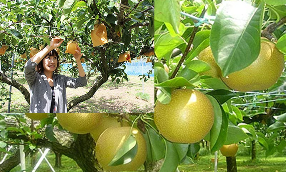 秋にお薦めの体験（京丹後 周辺）