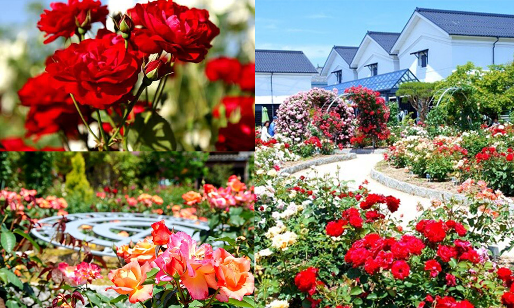 綾部バラ園