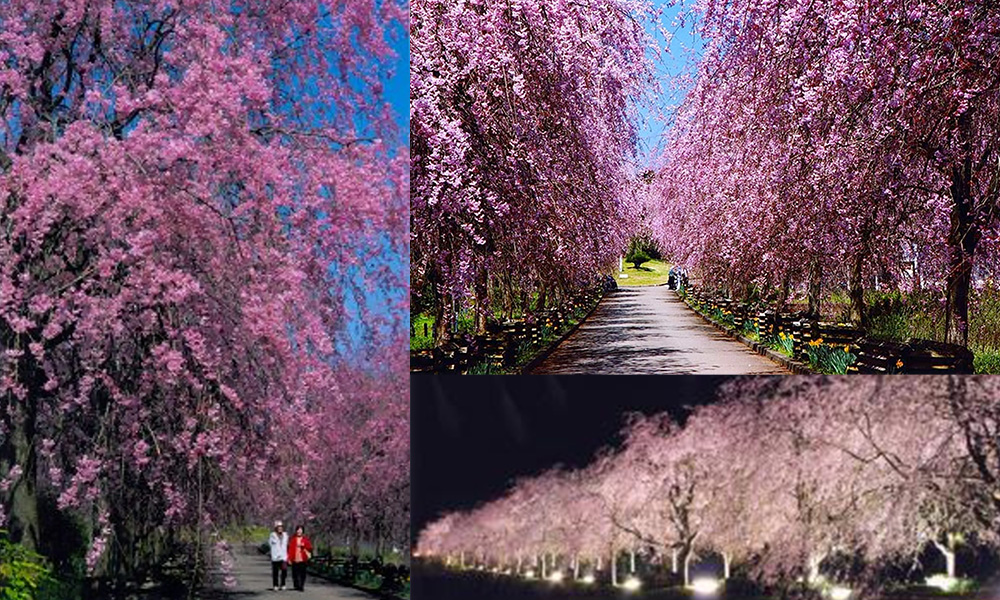 京都府緑化センター
