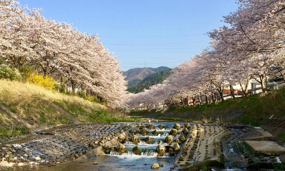 与保呂川の千本桜