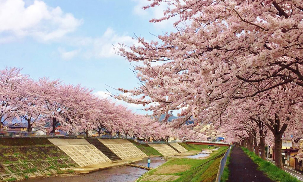 与保呂川の千本桜
