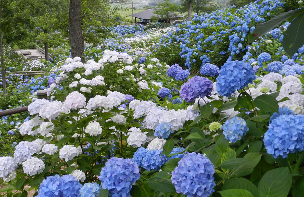 舞鶴自然文化園