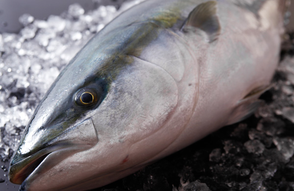 冬のご馳走、海の京都「ぶりしゃぶ」を食す