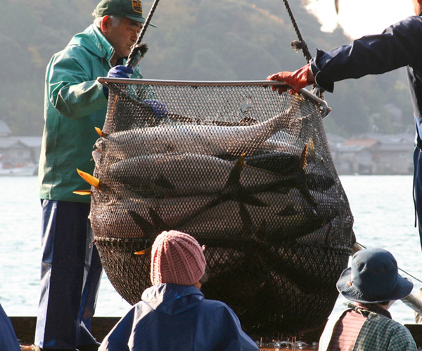 伊根町は日本三大鰤漁場のひとつ