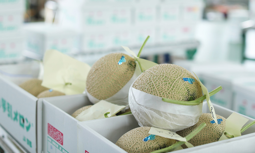 メロン（季節・時期：6月下旬～8月中旬）