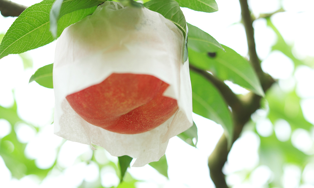 桃（季節・時期：7月中旬～8月中旬）