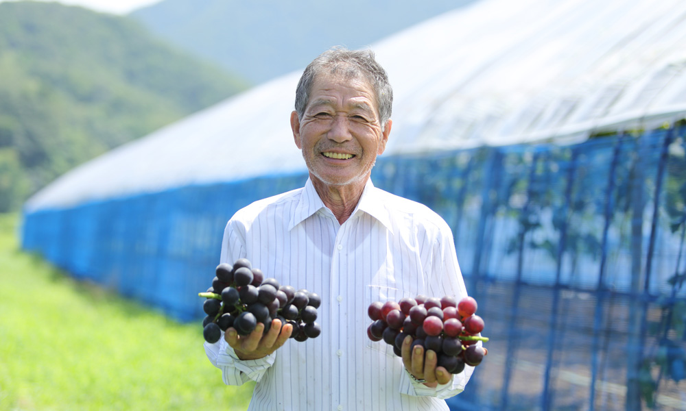 ぶどう（季節・時期：8月中旬～10月中旬）