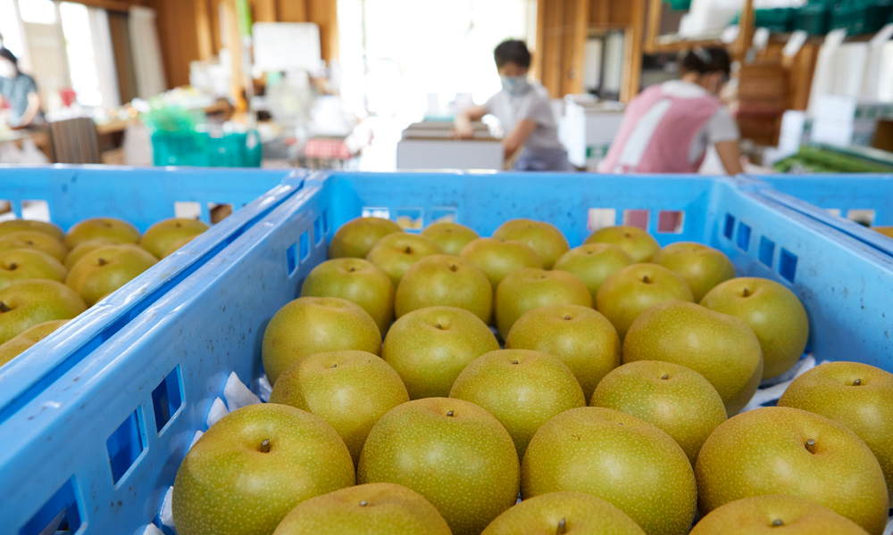 梨（季節・時期：8月中旬～11月下旬）