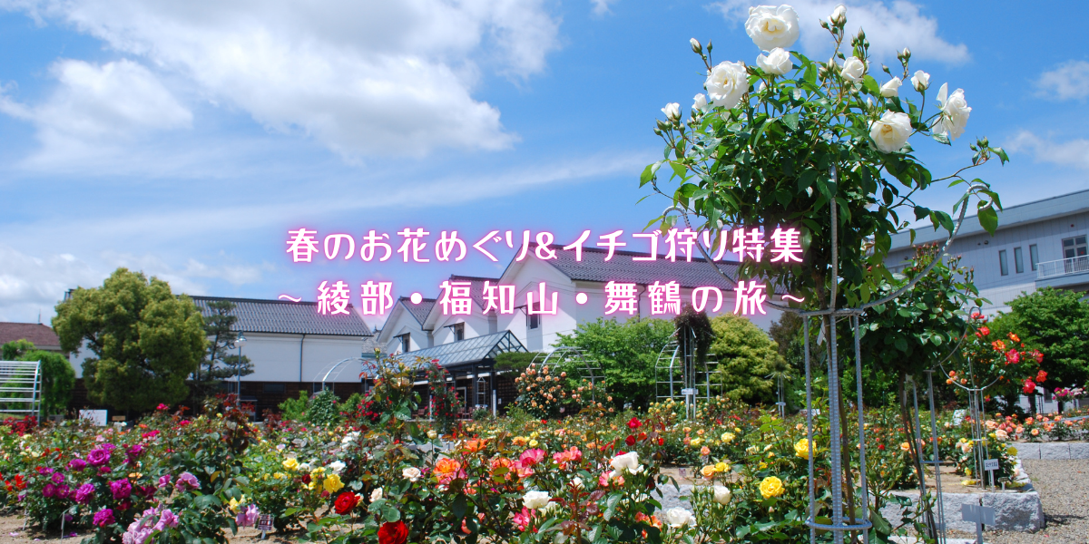 春のお花めぐりとイチゴ狩り 〜綾部、福知山、舞鶴の旅〜（080501～080615）